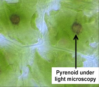 Pyrenoid under light microscopy in hornwort cell