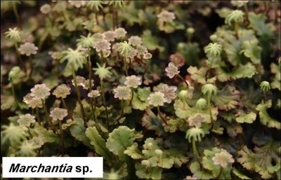 Marchantia sp. thallose liverwort