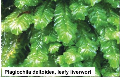 Plagiochila deltoidea, leafy liverwort