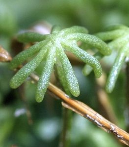 Archegonial head of Marchantia