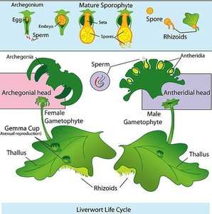 Diagram of liverwort life cycle, showing sexual and asexual reproduction