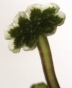 Antheridial head of Marchantia