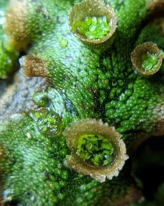 Marchantia sp. showing thallus and reproductive structures
