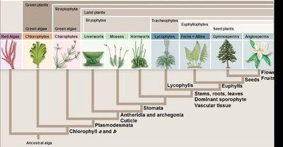 Phylogenetic tree of land plants, showing the position of bryophytes and key evolutionary innovations