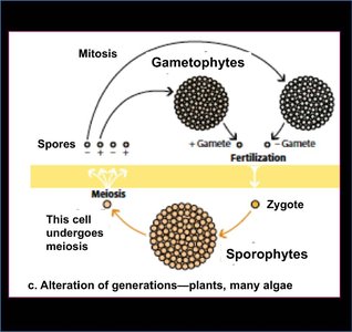 Diagram of alternation of generations in plants, showing gametophyte and sporophyte stages