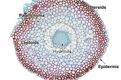 Microscopic cross-section showing hydroids, leptoids, and other tissues in a moss stem