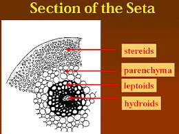 Diagram of seta section showing stereids, parenchyma, leptoids, and hydroids