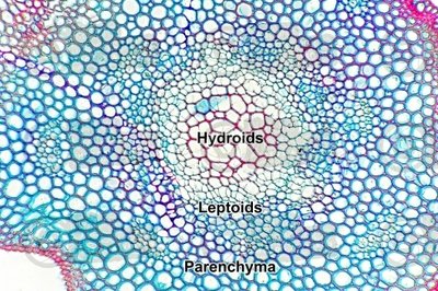 Microscopic cross-section highlighting hydroids, leptoids, and parenchyma