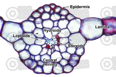 Microscopic cross-section of a moss leaf showing hydroids, leptoids, and stereids