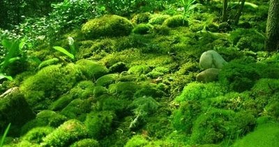 Moss carpet in a forest ecosystem