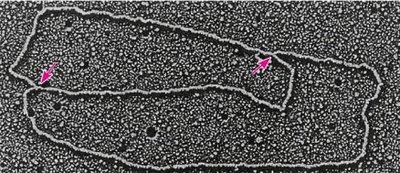 Electron micrograph of a single circular DNA molecule with two replication bubbles