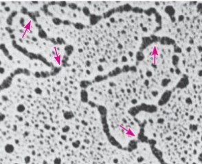 Electron micrograph of a linear DNA molecule with multiple replication bubbles