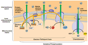 Electron transport chain and chemiosmosis in mitochondria