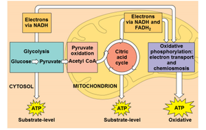 Overview of cellular respiration pathways and ATP production