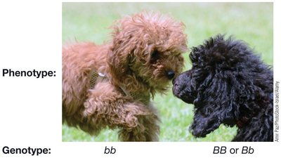 Example of genotype and phenotype in dogs