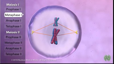 Metaphase I of meiosis showing tetrads lined up