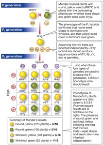 Punnett square for dihybrid cross