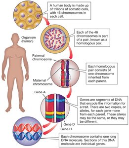 Diagram showing chromosomes, genes, and DNA in humans