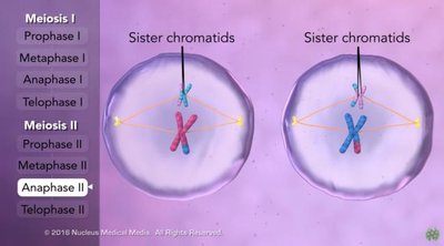 Meiosis II results in four distinct haploid cells