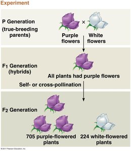 Results of Mendel's experiment showing inheritance of flower color