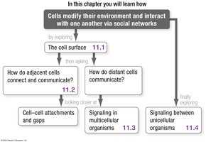 Chapter 11 roadmap: overview of cell–cell interactions topics