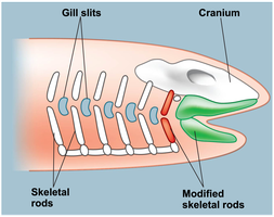 Diagram showing gill slits, cranium, skeletal rods, and modified skeletal rods