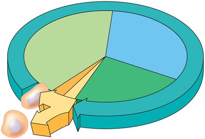 Pie chart showing the phases of the cell cycle