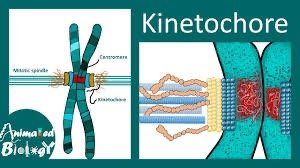 Diagram of kinetochore structure and spindle attachment