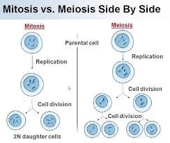 Diagram comparing mitosis and meiosis