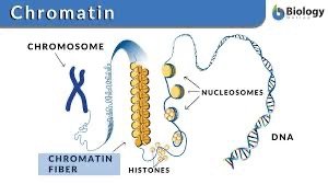 Diagram of chromatin structure, showing DNA, nucleosomes, histones, chromatin fiber, and chromosome