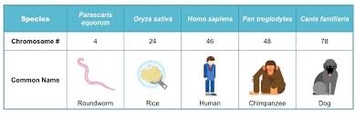 Table comparing chromosome numbers in different species
