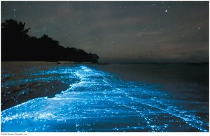 Bioluminescent dinoflagellates in the ocean