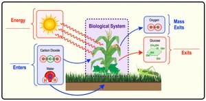 Energy flow in biological systems