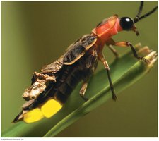 Firefly exhibiting bioluminescence