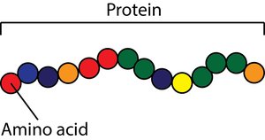 Protein and amino acid diagram