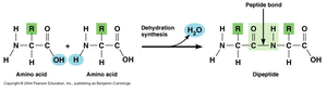 Dehydration synthesis of peptide bond