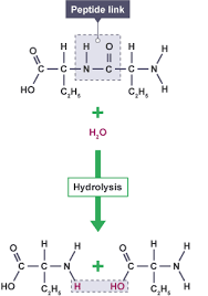 Hydrolysis of peptide bond