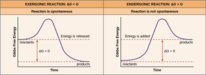 Exergonic and endergonic reaction energy profiles