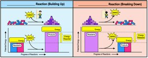 Exergonic vs. endergonic reaction diagrams