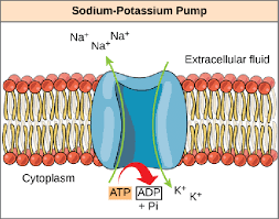 Sodium-potassium pump powered by ATP