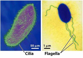 Cilia and flagella movement powered by ATP