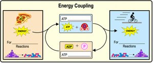 Energy coupling diagram