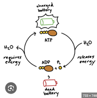 ATP regeneration cycle