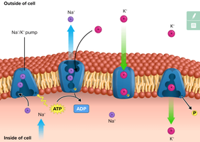 Phosphorylation of glucose and protein