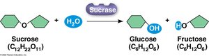 Sucrase catalyzing sucrose hydrolysis