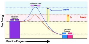 Enzyme lowering activation energy