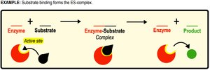 Enzyme-substrate complex formation