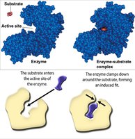 Induced fit model of enzyme action