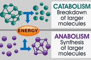 Catabolism and anabolism diagram