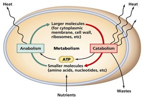 Cellular metabolism overview